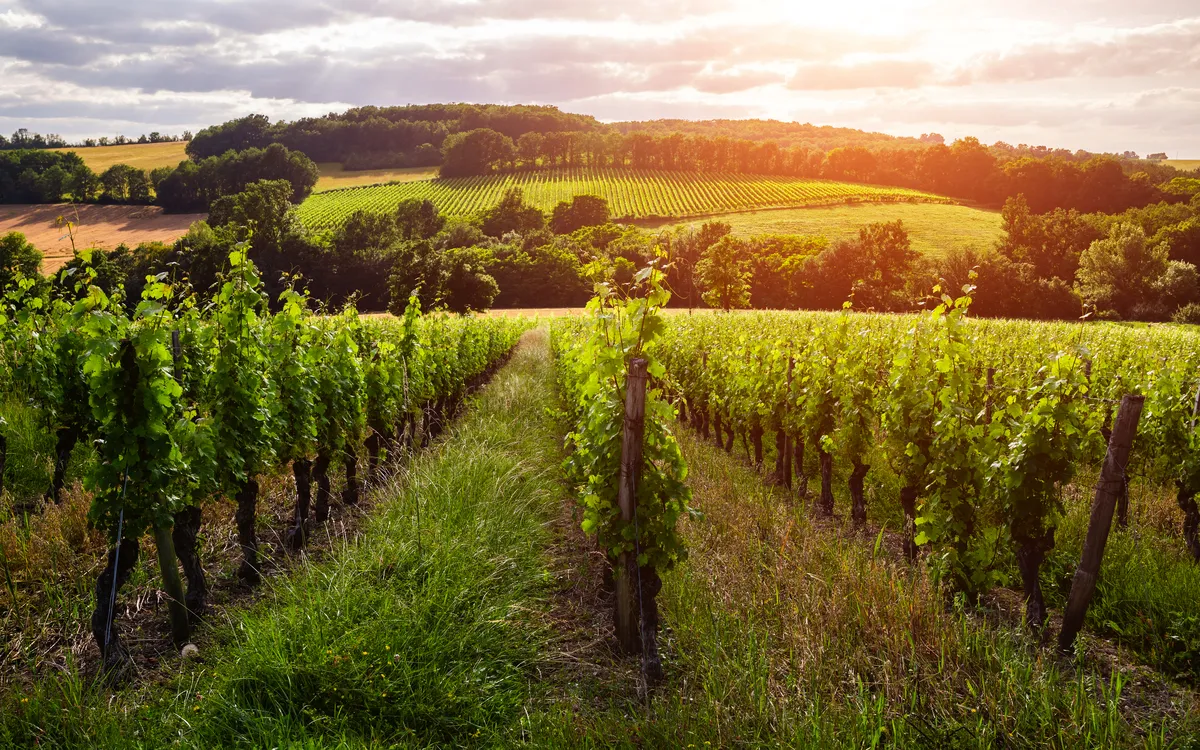 Bordeaux, Wein & Meer