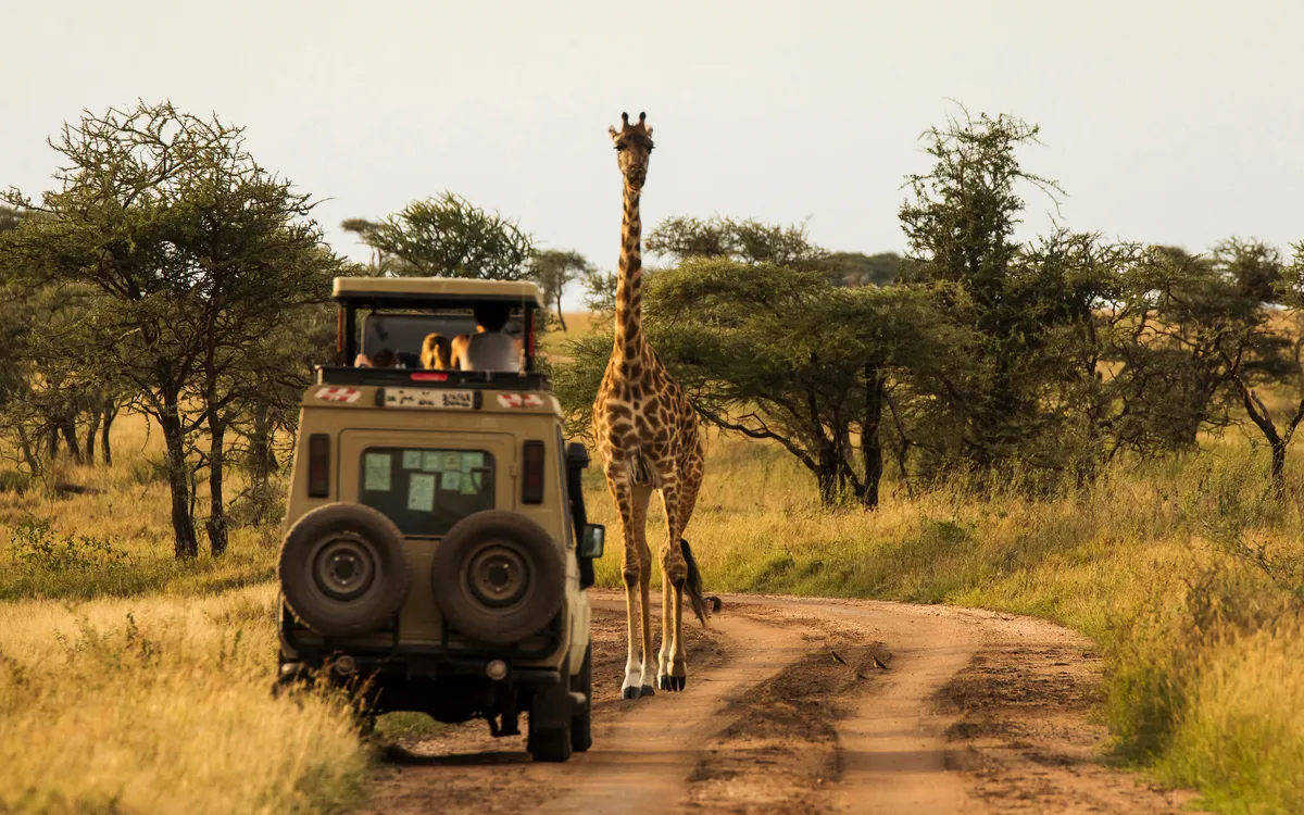 Safari-Jeep auf einer Dirtroad neben einer Giraffe in der Savanne.