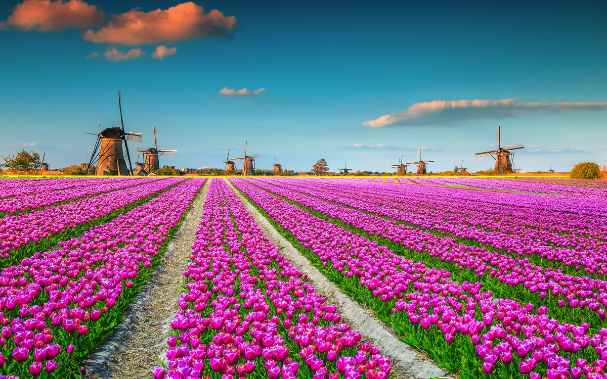 Feld voller pinker Tulpen mit fünf Windmühlen im Hintergrund.