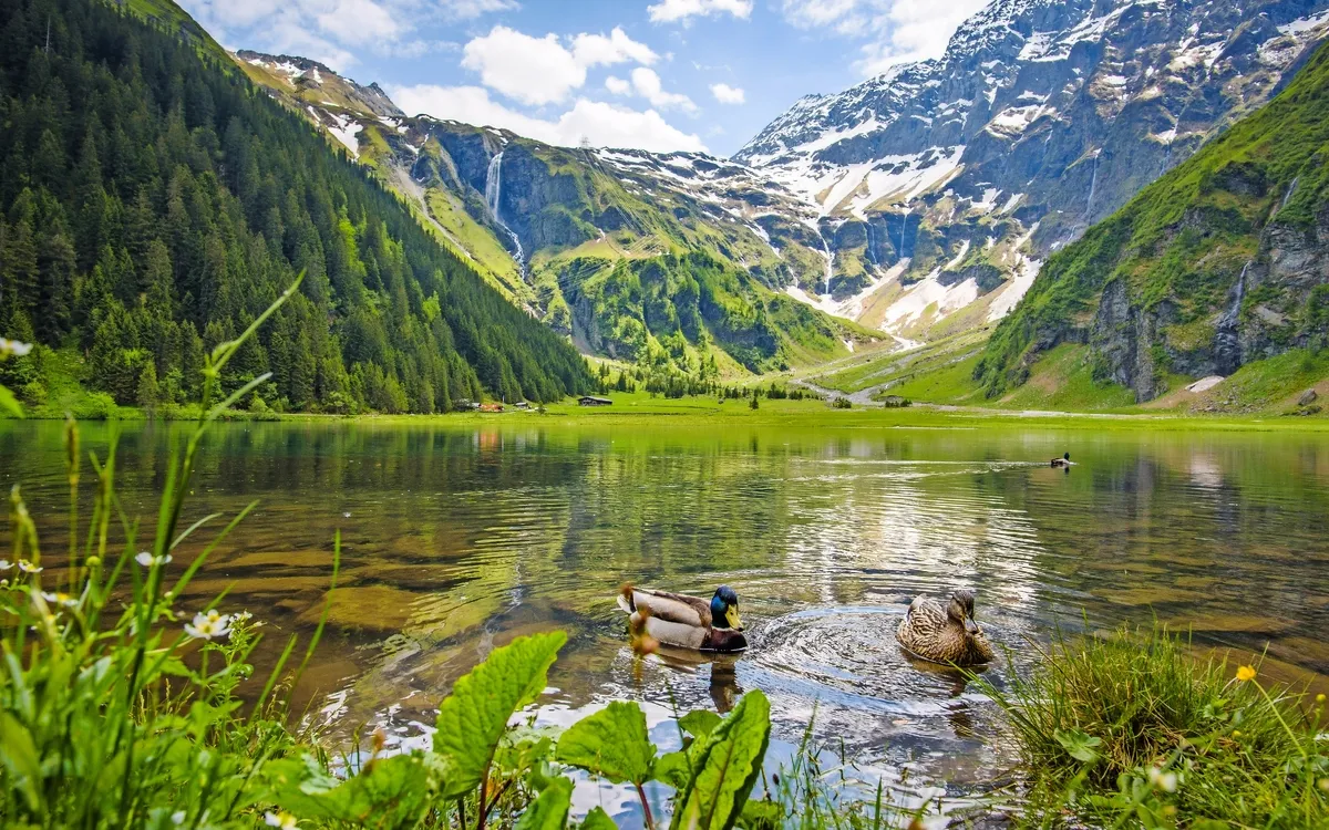 Bergsee mit Enten im Vordergrund, umgeben von Wäldern und schneebedeckten Bergen.