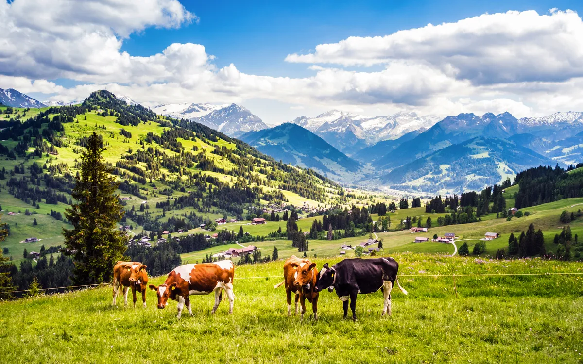 Kühe auf einer Wiese in den Alpen mit Bergen im Hintergrund.