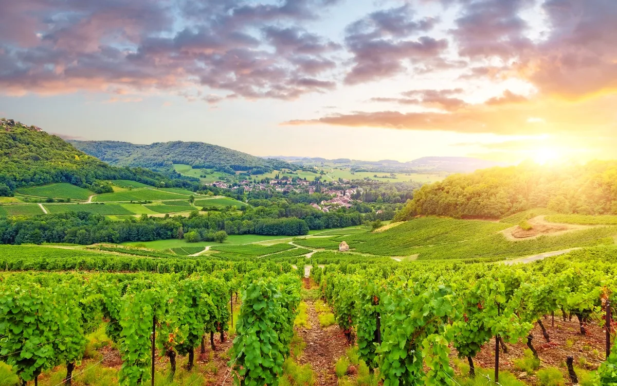 Weinberge bei Sonnenuntergang mit Hügeln im Hintergrund