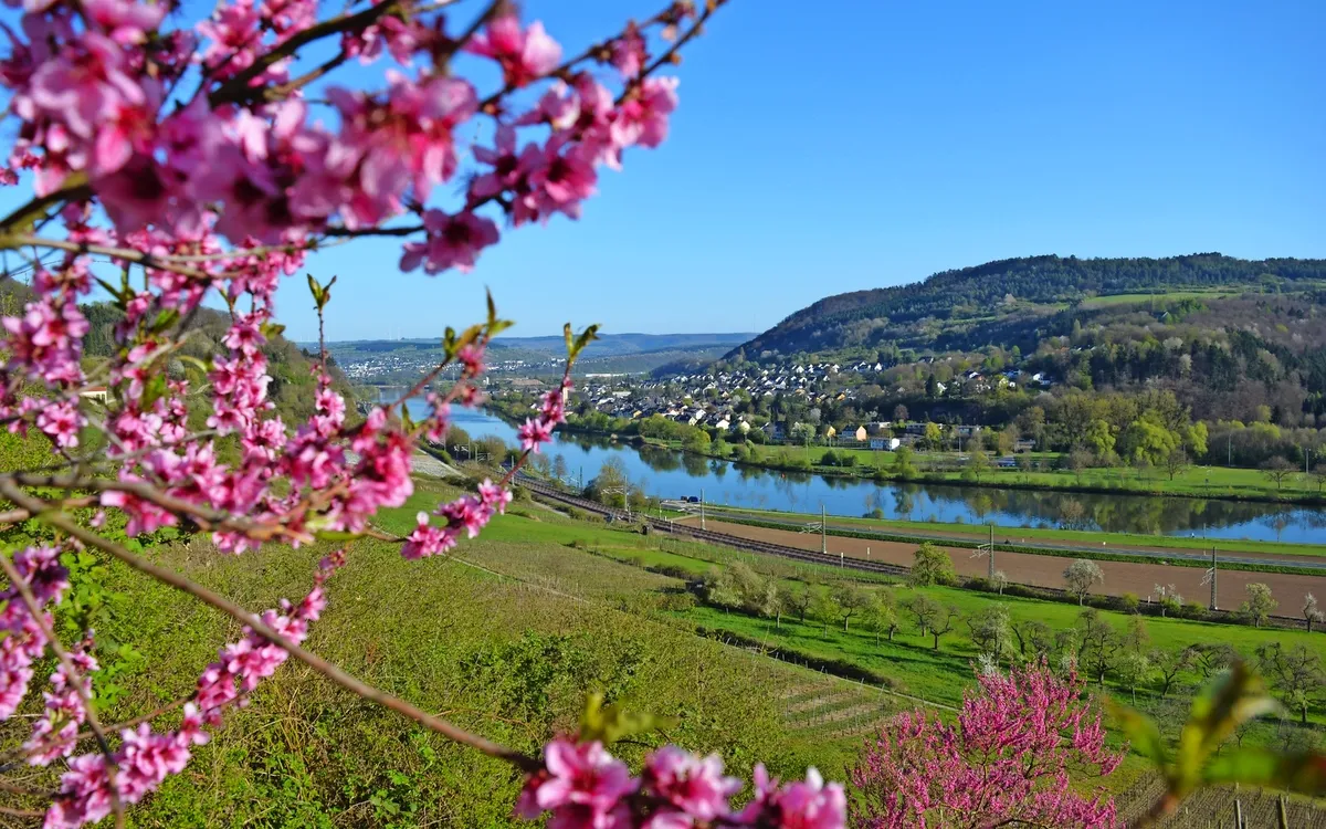 Blühende Zweige mit Blick auf Fluss und grünes Tal im Frühling.
